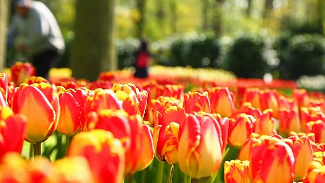 荷兰的库肯霍夫郁金香种植季节视频下载
