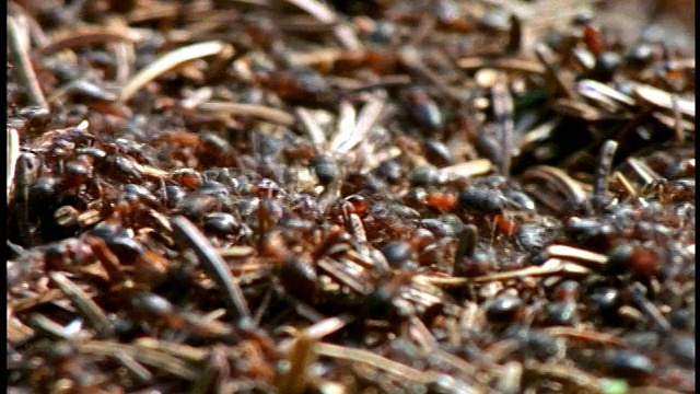 机架对焦中等拍摄群木蚂蚁移动在地面上视频下载