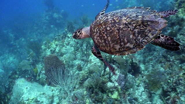 高角度中镜头跟踪拍摄海龟在水下游泳视频素材