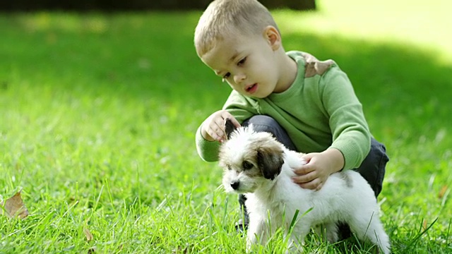 小男孩在公园里和小狗玩视频素材