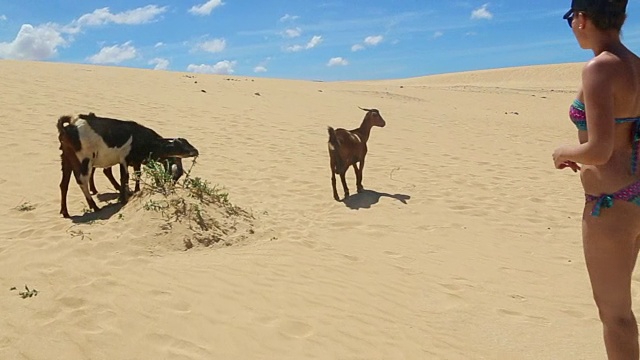 在一个阳光明媚的日子里，在天堂般的富埃特文图拉岛(Fuerteventura)的沙丘间吃草的野山羊和正在沉思的女旅行者。视频下载
