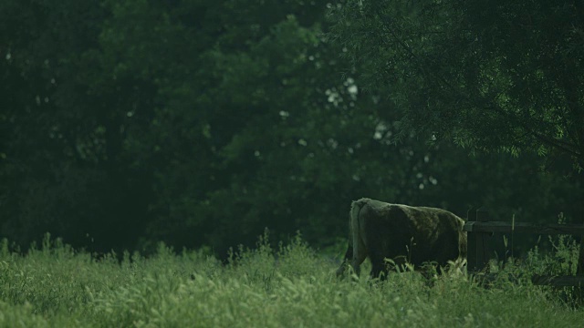 英国剑桥，一头奶牛在守卫树的柱子上抓挠脖子。视频素材