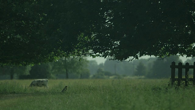 序列显示一只孤独的乌鸦昂首阔步地在剑桥的斯陶尔桥Common周围，一头奶牛在吃草，骑自行车的人通过在背景，英国。视频素材