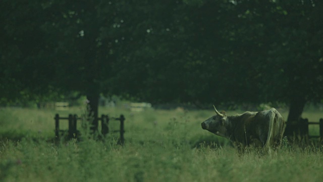 在英国剑桥市斯陶尔布里奇Common的粗糙牧场上，一头独角黄耳的母牛平静地站在那里。视频素材