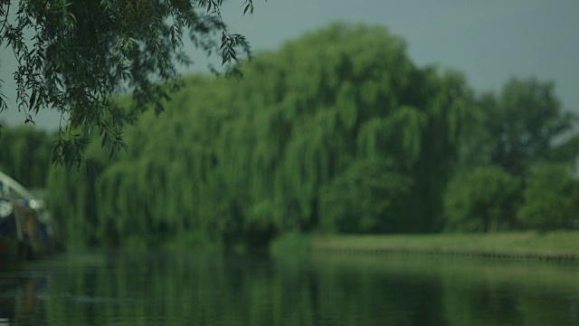 宽镜头显示失焦垂柳树横跨剑河，剑桥，英国。视频素材