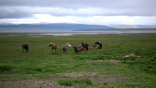 草地上有冰岛马的声音，背景是冰岛的山景视频下载
