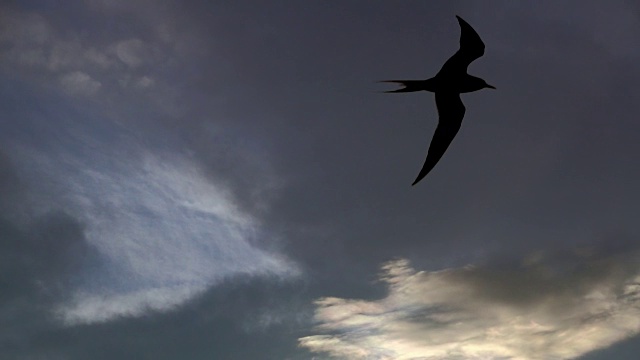 冰岛，一只飞翔的鸟以戏剧性的天空为背景的慢动作镜头视频下载