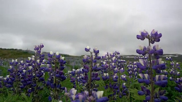 冰岛，紫色的风信子花视频下载