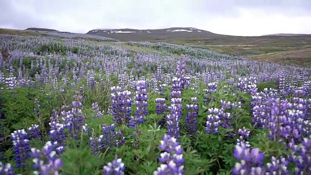 冰岛，紫色的风信子花视频素材