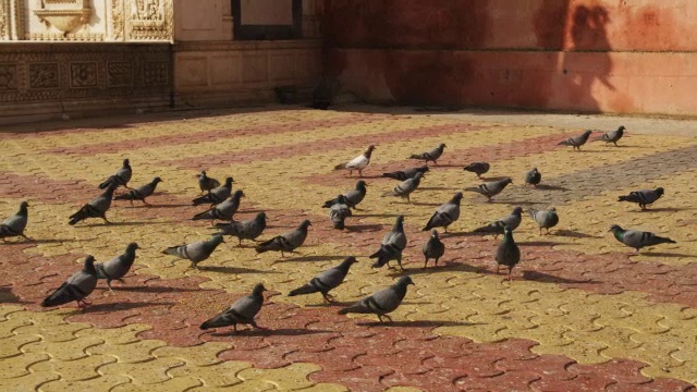 一群鸽子在卡尼玛塔神庙入口前的地面上觅食，它们飞上寺庙的墙壁视频素材