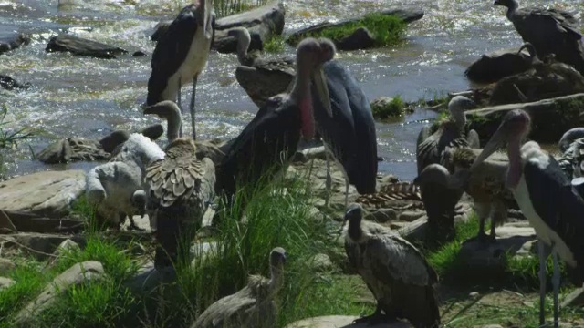 一群非洲秃鹫在为湍急的河流中的角马尸体争吵，一只飞到河岸视频下载