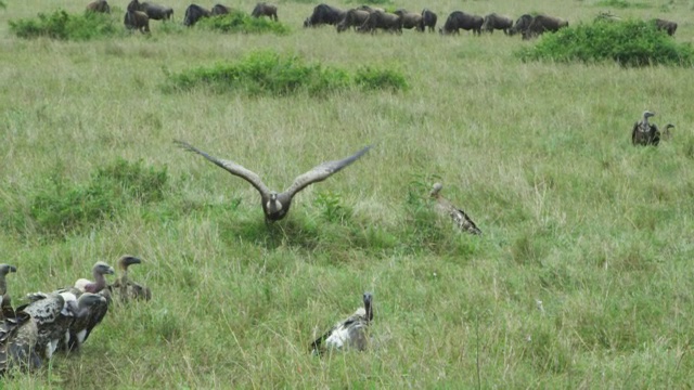 SLOMO PAN和非洲秃鹫从长草的尸体上起飞视频下载