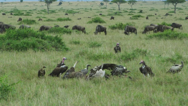 垂面秃鹫在一群秃鹫中降落，它们在长草中啄食尸体视频下载