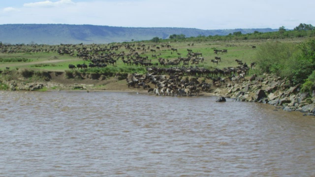一大群斑马和角马来到河边视频下载