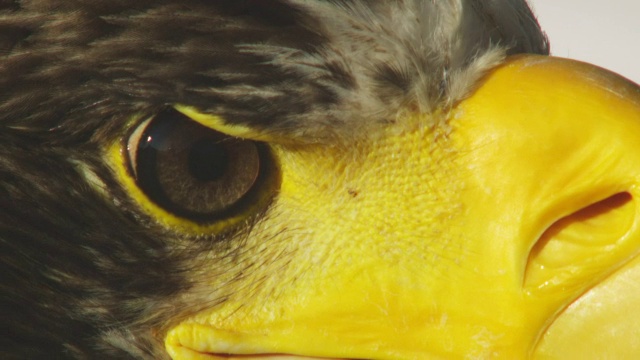 ECU的眼睛和鼻孔虎头海鹰视频下载