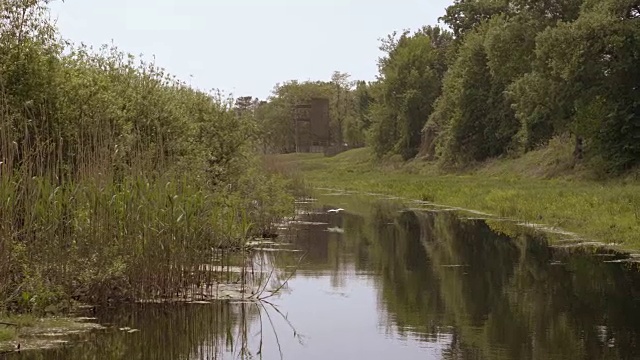 白鹭飞过沼泽视频下载