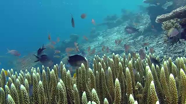 印度尼西亚西巴布亚岛拉贾安帕的水下世界。视频素材