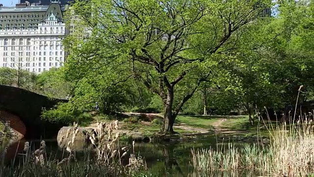 中央公园和广场视频下载