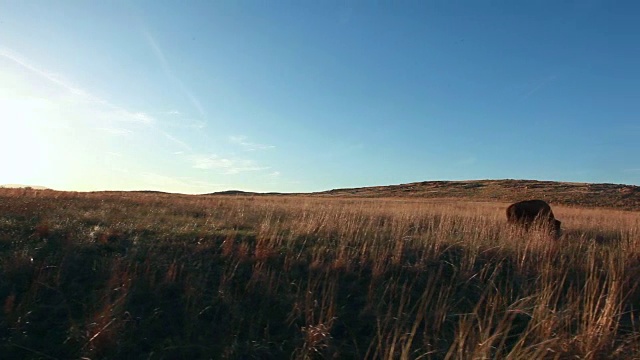 美洲野牛牧场视频素材
