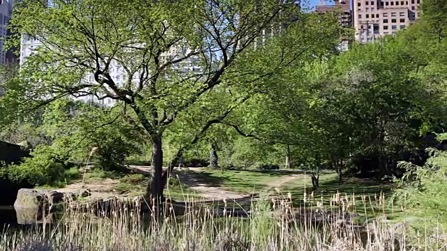 中央公园春景视频下载