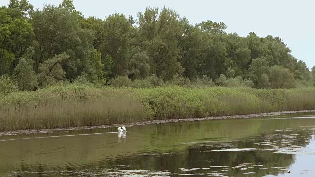 沼泽里的白天鹅视频下载