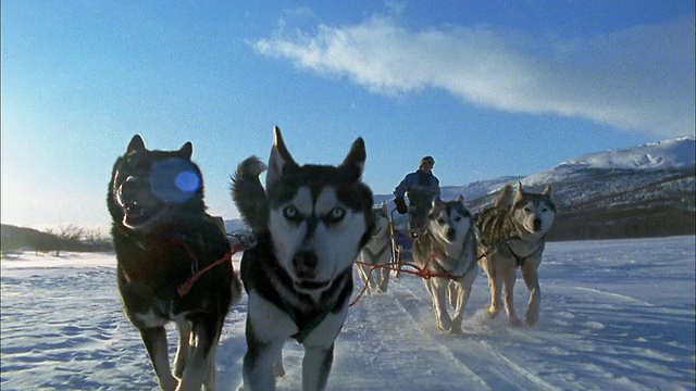 宽镜头后视角的西伯利亚哈士奇雪橇狗拉着人在雪地上/瑞典视频下载
