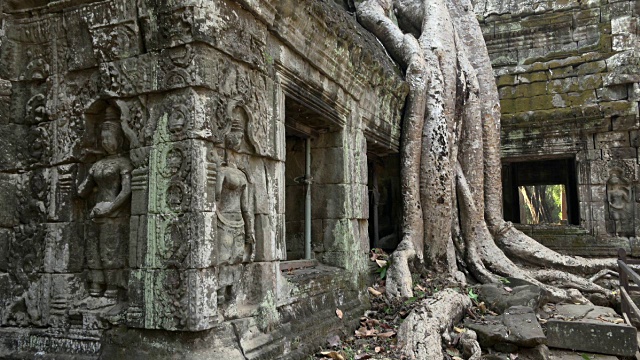 扼杀无花果树的根生长在塔普罗姆寺庙与Apsara救济视频下载