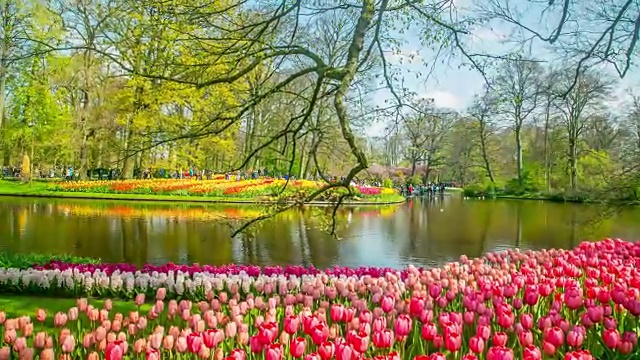 荷兰的库肯霍夫郁金香种植季节视频下载