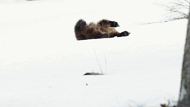MS 4K拍摄灰熊幼崽在雪地里打滚视频素材