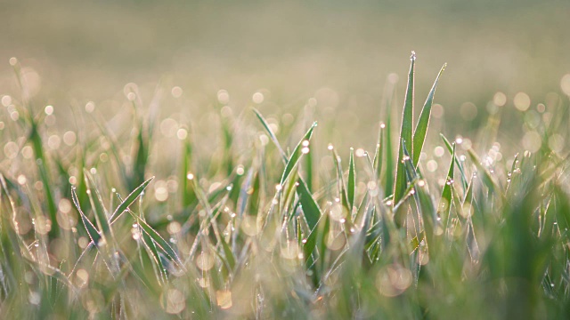 在德国的巴伐利亚州，清晨绿色小麦上的露珠背光。视频素材