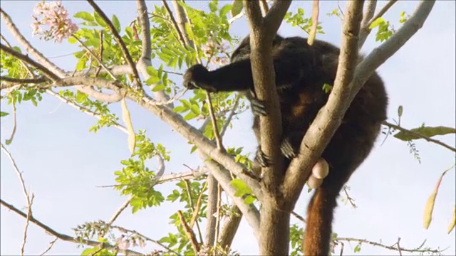 猴子在树枝上吃树叶视频素材
