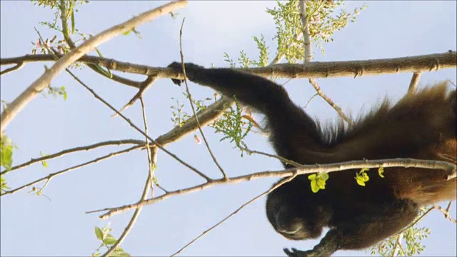 吼猴挂在树枝上吃树叶视频素材
