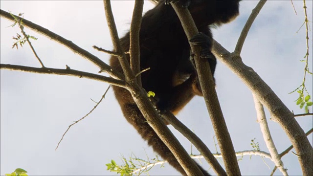 猴子在树枝上对着狗叫视频素材