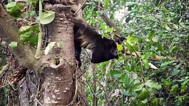 猴子在吃挂在树枝上的叶子视频下载