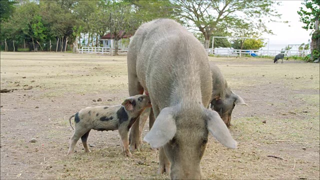 猪喂着可爱的小猪视频下载