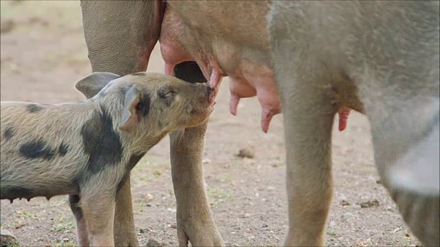 可爱的小猪吮吸着母亲的乳房视频素材