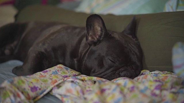 4k特写黑色法国斗牛犬在床上睡觉。视频下载