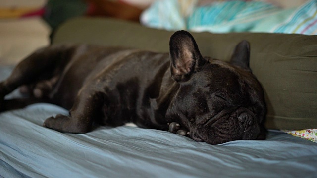 4k特写黑色法国斗牛犬在床上睡觉。视频下载