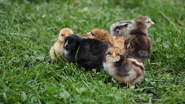 草地上美丽的小鸡视频素材