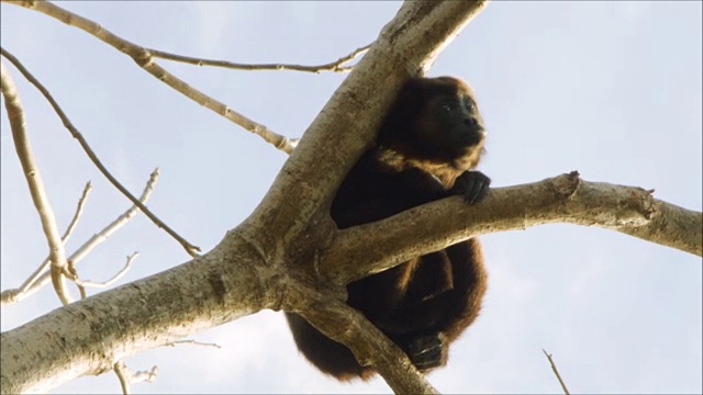 树枝上睡着的猴子视频素材