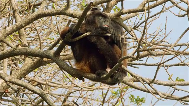 睡觉的猴子张着嘴视频素材