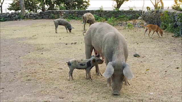 在农村地区，猪在喂小猪视频素材