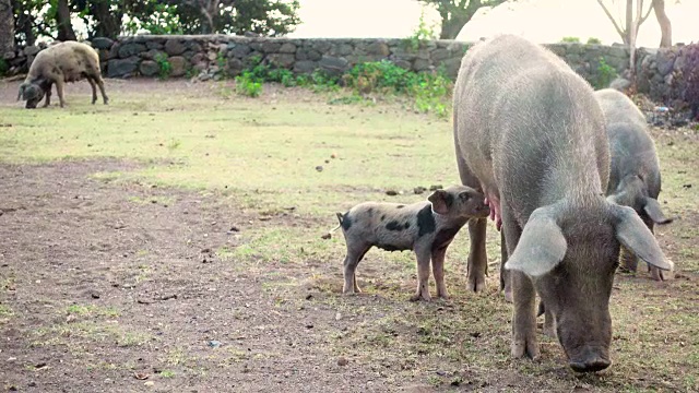 在农村地区养猪视频素材