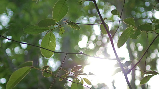 大自然镜头背景绿叶与阳光在大自然中视频素材