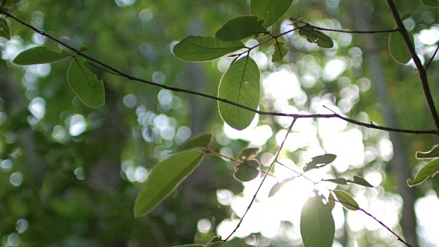 大自然镜头背景绿叶与阳光在大自然中视频素材