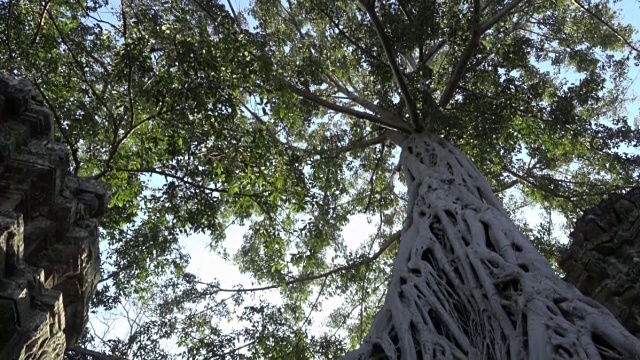 TD / Strangler无花果树的根生长在Ta Prohm庙视频下载