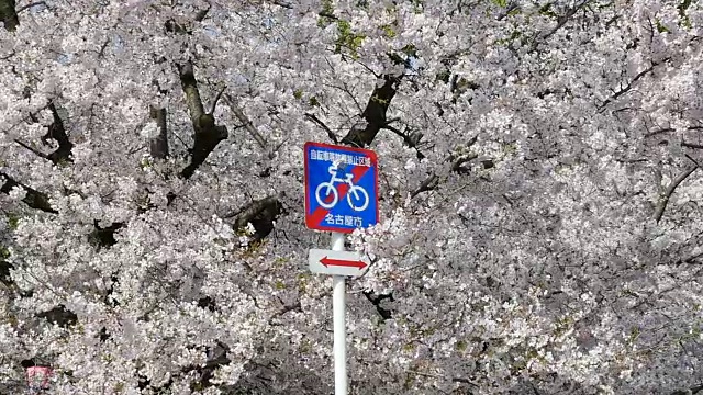 没有樱花的自行车标志视频下载
