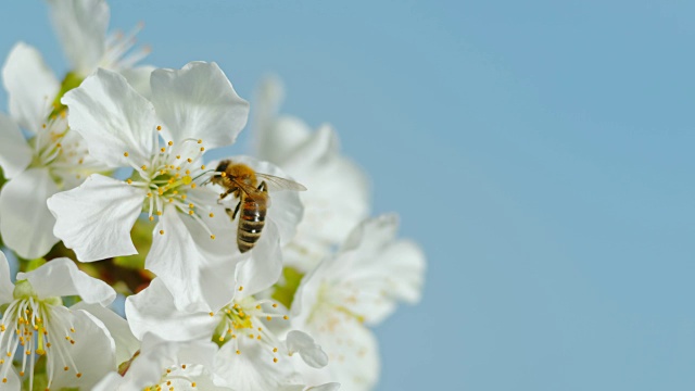 一只蜜蜂在收集樱花的花粉视频素材