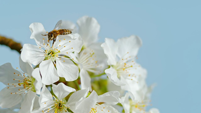 蜜蜂在樱花上视频素材