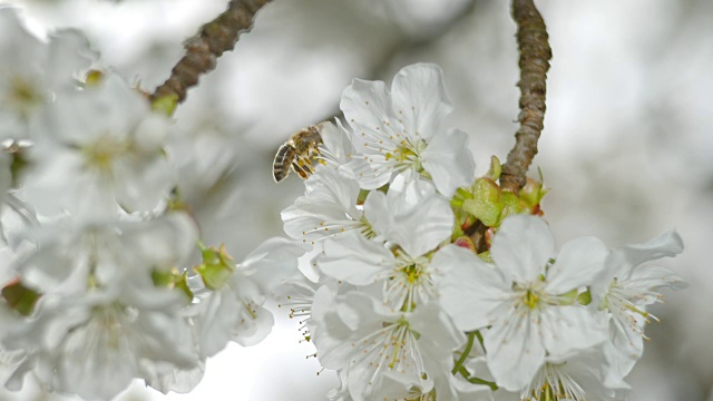 食肉蜂正在为一朵白色的樱花授粉视频素材